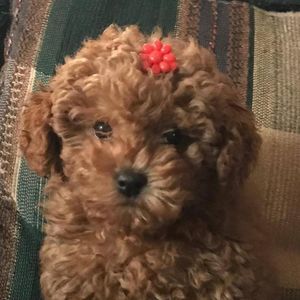 Meet your Posher, Angela